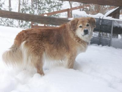 lab golden retriever mix puppies. wallpaper golden retriever lab