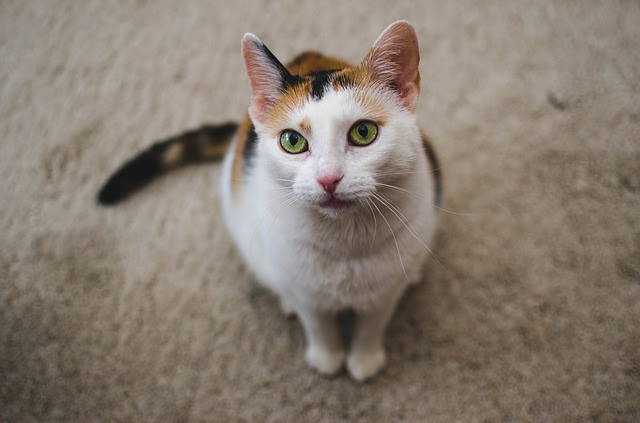 猫と他の動物って一緒に飼っていいの？｜猫の総合情報サイト ペット 