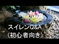 [無料ダウンロード！ √] 睡蓮 植え替え 夏 321046-睡蓮 植え替え 夏