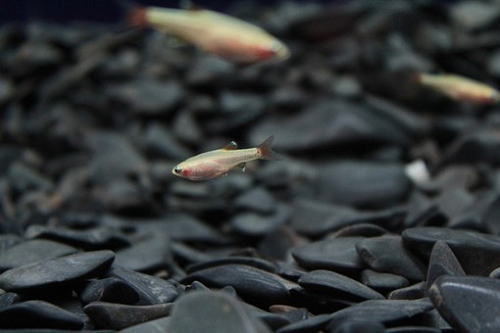メダカと混泳の相性が良いのは メダカの食べ残した餌を食べてくれて繁殖力の強いミナミヌマエビ ミナミヌマエビの生態