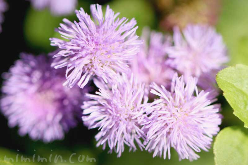 アゲラタム オオカッコウアザミ の花言葉 誕生花 みみみんブログ