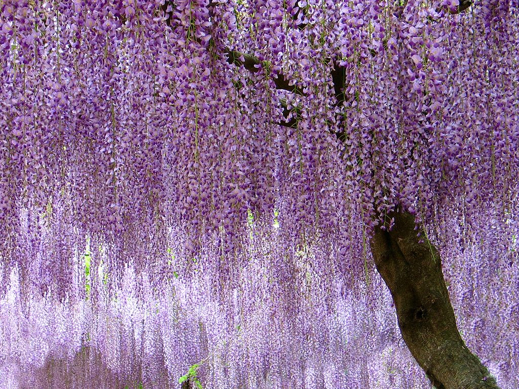 藤棚 藤 フジ の花 壁紙写真 四季の彩り壁紙写真集