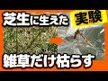 [最も好ましい] 芝生 スギナ 駆除 方法 251246-芝生 スギナ 駆除方法