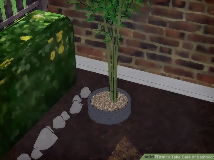 Take Care of Bamboo Step 2 Version 2.jpg
