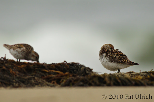 Western sandpipers - Pat Ulrich Wildlife Photography