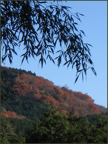 21 forest and bamboo sky