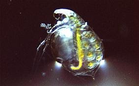 トンボの飼育幼虫の餌