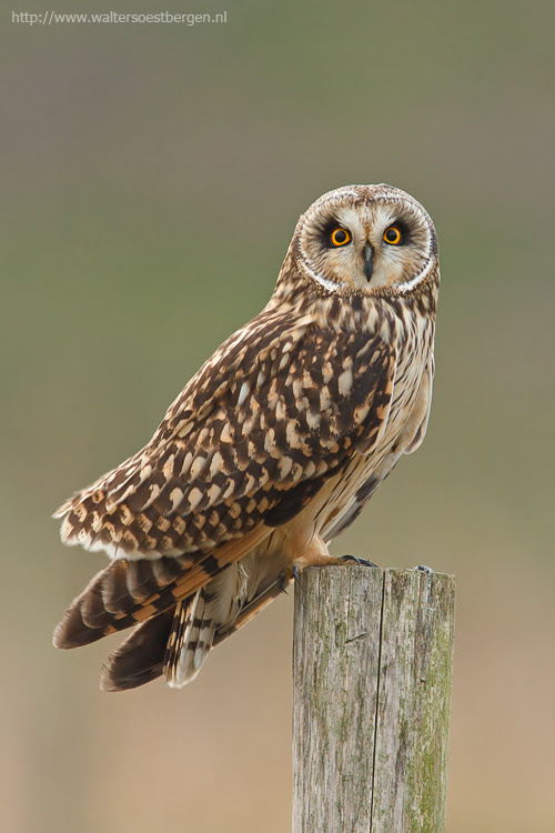 500px favs, rg443