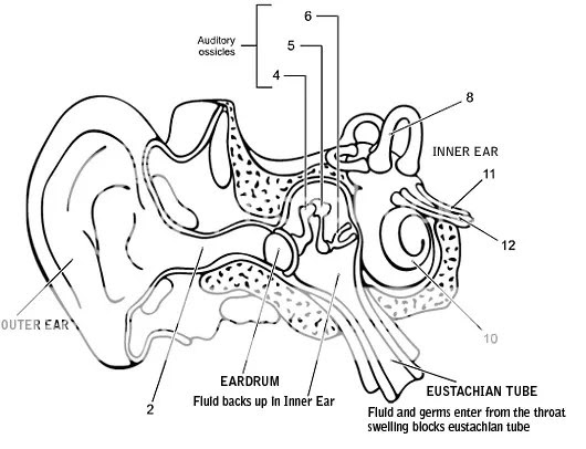 Diagram Of The Ear For Kids | New Calendar Template Site