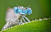 Concept 33+ Macro Photography Desktop Wallpaper