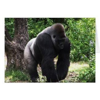 Silverback Male Gorilla walking head down.jpg Cards