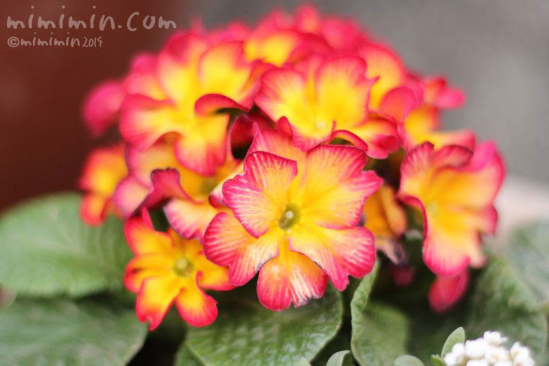 プリムラ ジュリアンの花の写真 花言葉 由来 みみみんブログ