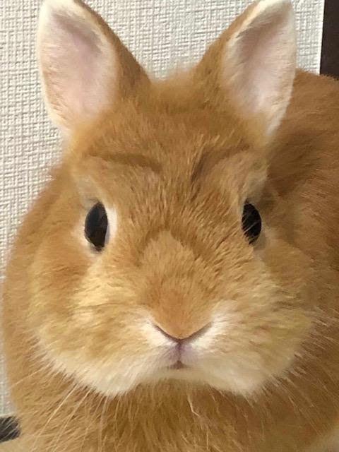 ウサギのりくの換毛期 なのめのめ
