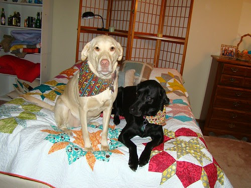 furbabies enjoying the swoon