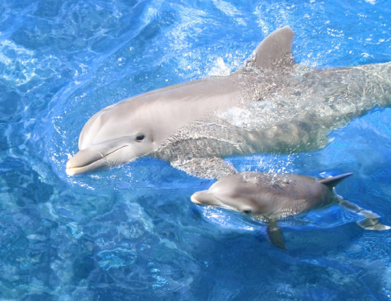 Bebe Dauphin Des Bebes Animaux Trop Mignons