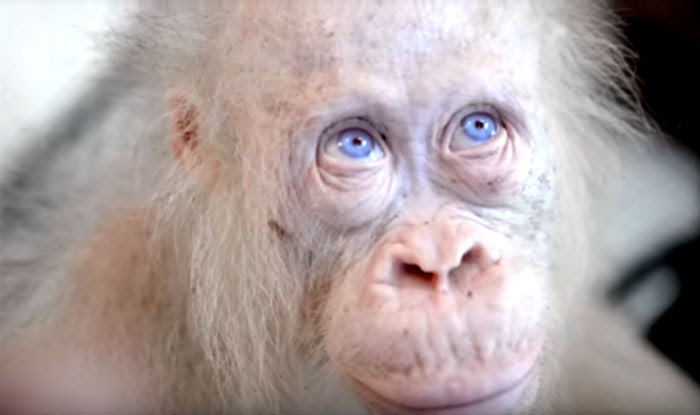 World s Only Albino Orangutan Will Soon Shift to Her Own World s Only Albino Orangutan Will Soon Shift to Her Own