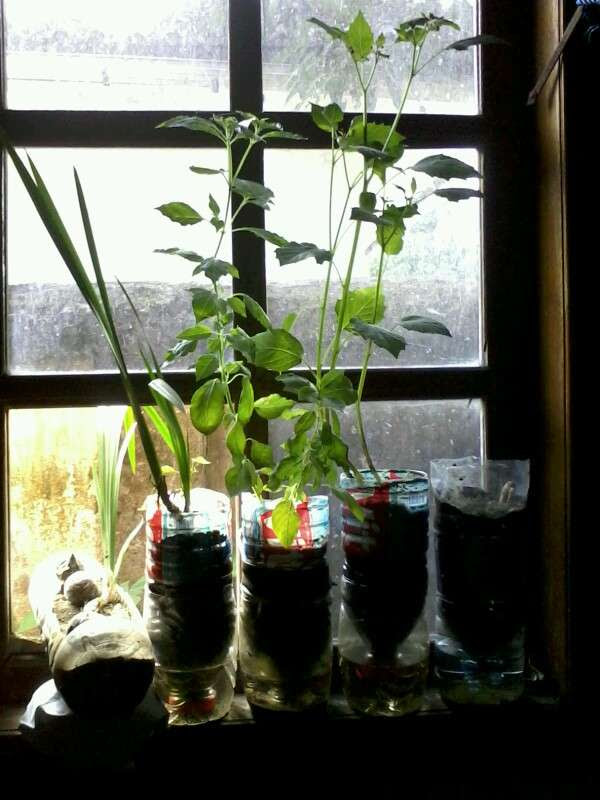 Menanam dengan Cara Mudah 