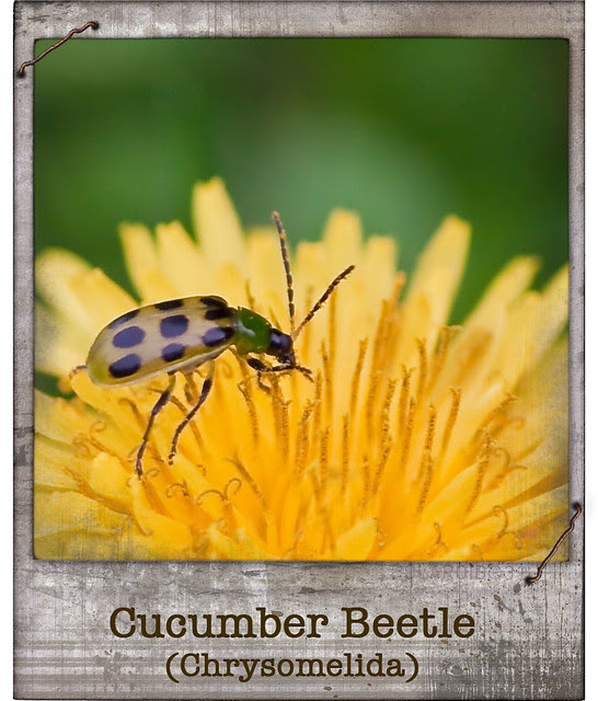 Cucumber Beetle