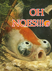 oh-noes-gold-fish
