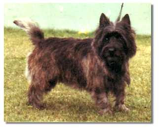 Joymont Cairn Terriers Victoria Australia