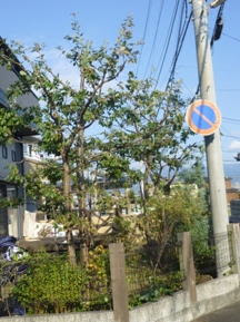剪定例 コナラ