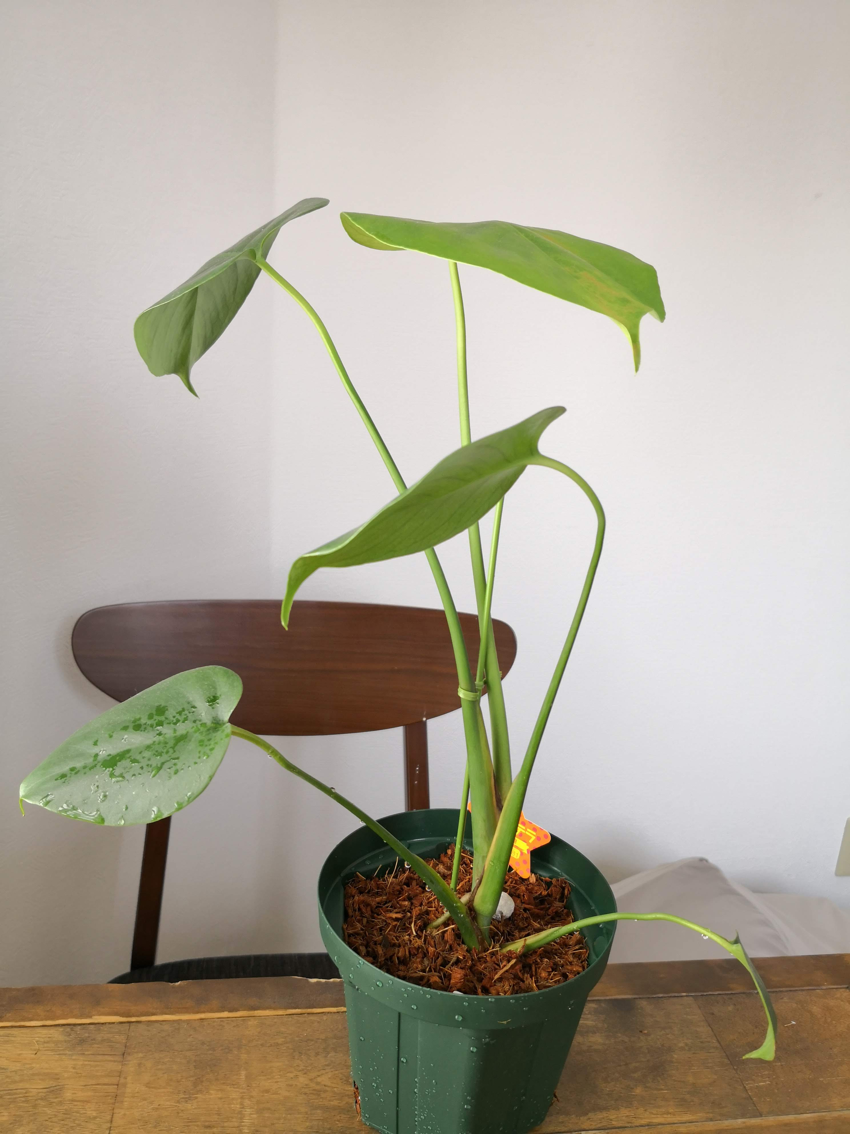 100均植物たちの成長 モンステラ 気根がでてきた ぴすけの庭