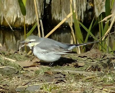 水辺の野鳥たち