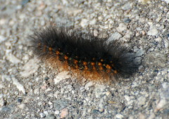 Fuzzerpillar