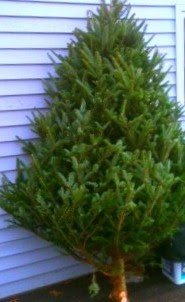Christmas Tree