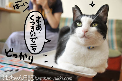 幸せになった猫たち。墨田区役所アトリウムで子猫の里親募集と写真展 