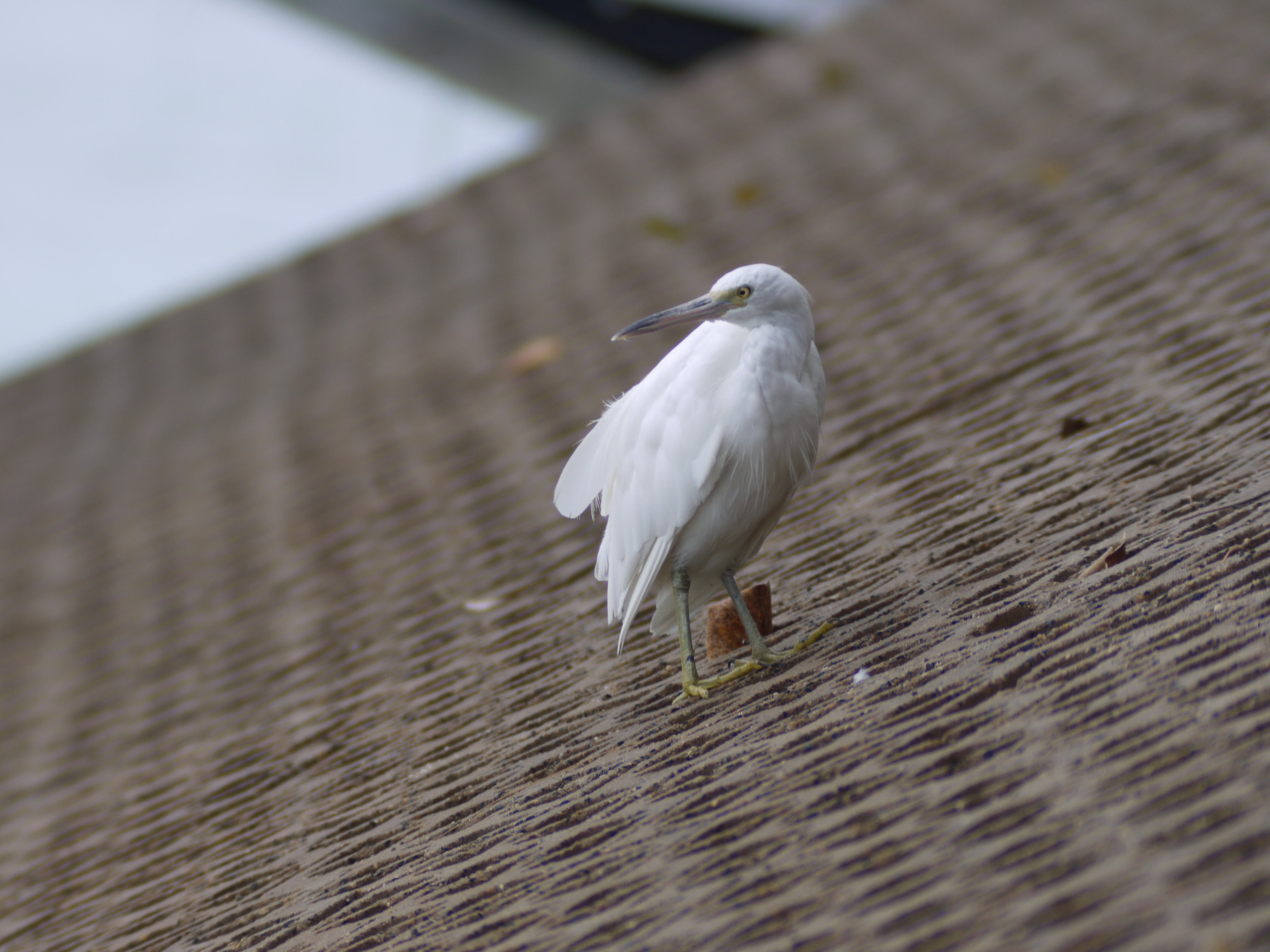 ケアンズ ブリスベンの鳥
