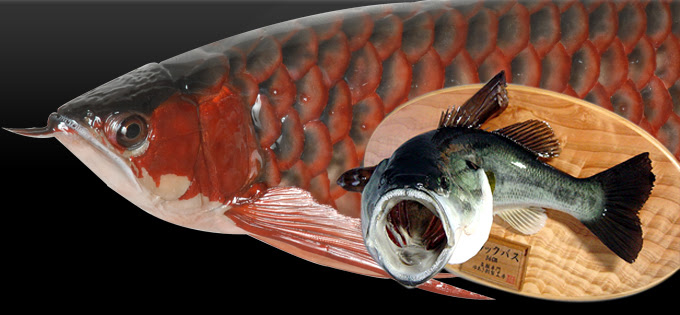 ゆあさ剥製工房トップページ 愛知県名古屋にある魚類剥製の製作 販売 修理の専門店