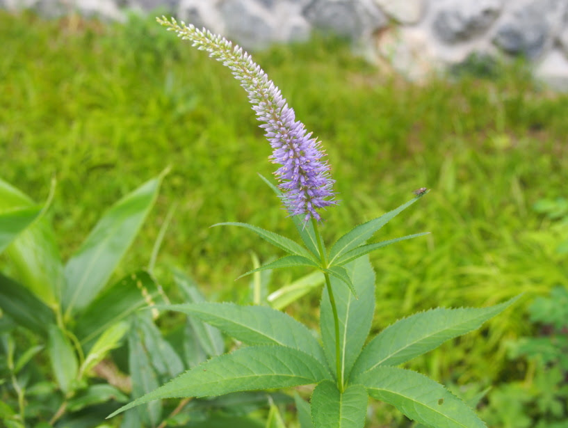 高原山麓の花図鑑