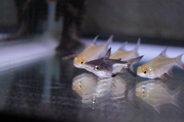 淡水の カワイイ 鮫 Cross One 俺の一匹