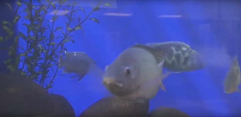 نظام الاكوابونيك في الزراعة