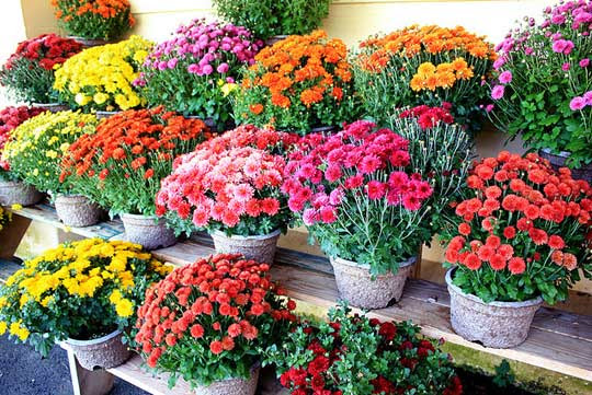 ClenMoore is selling fall mums at an unbeatable price: $4 each or 4 