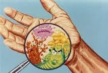 La flore microbienne