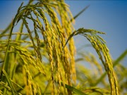 Ide 30+ Gambar Ladang Padi