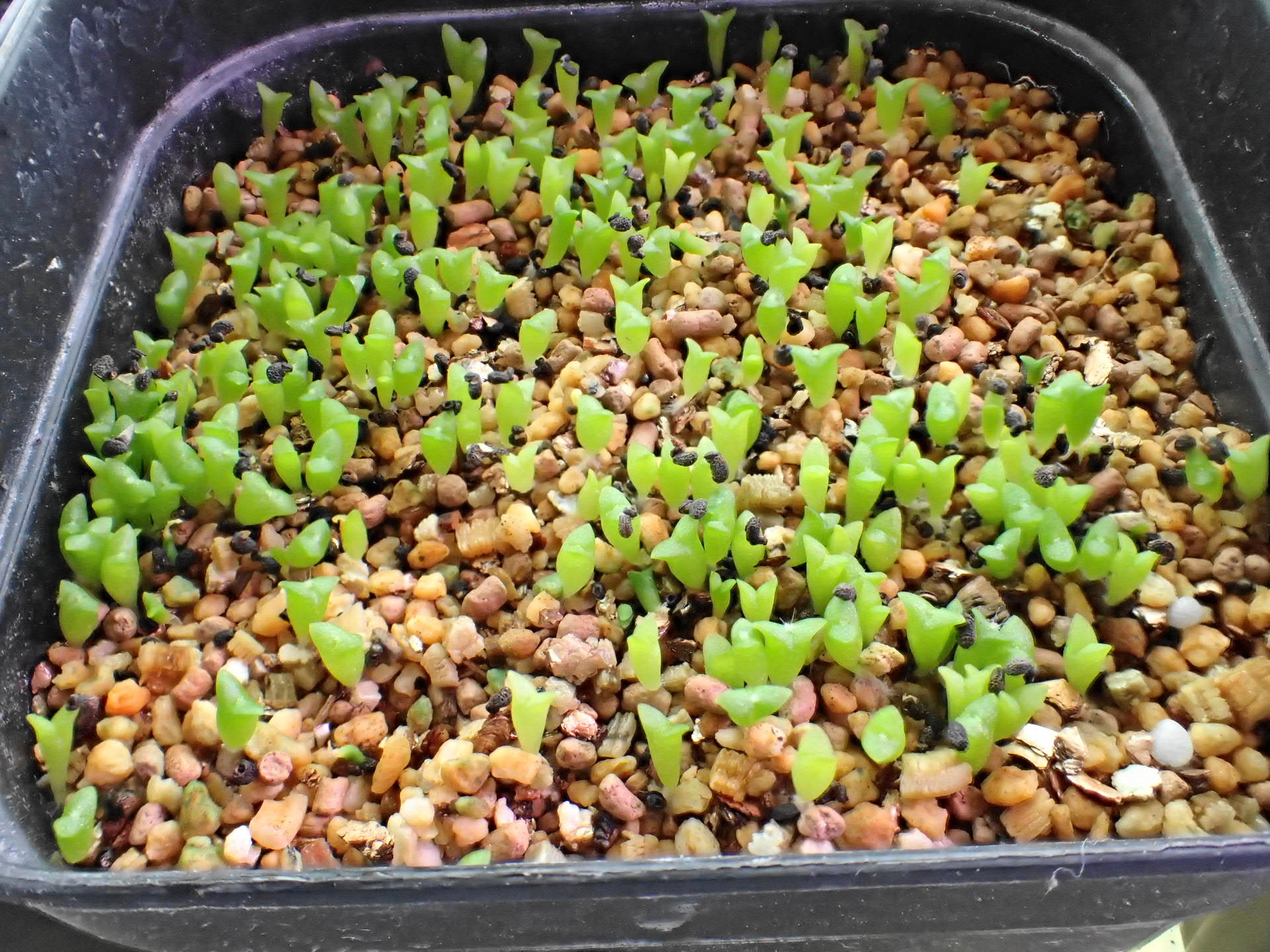 実生竜神木の植え替え 徳島カクタスクラブ