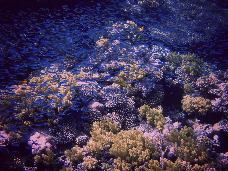 Fische2