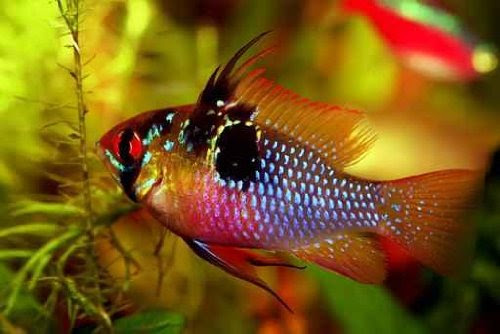 Mikrogeophagus Ramirezi (the Ram Cichlid) - Male - 36"W x 24"H - Peel and Stick Wall Decal by Wallmonkeys