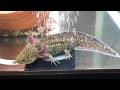25 ++ ウーパールーパー 成��速度 184988-ウーパールーパー 成長速度 アプリ
