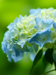 アジサイ 紫陽花 の待ち受け画像 待ち受けステーション