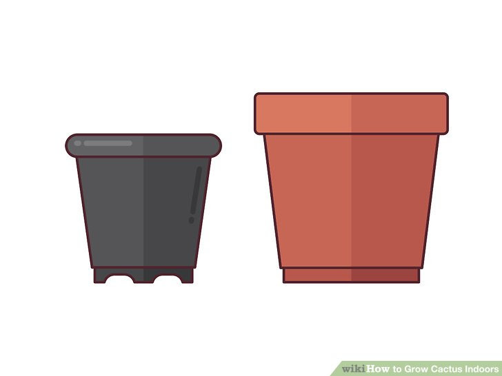 Grow Cactus Indoors Step 3 Version 3.jpg