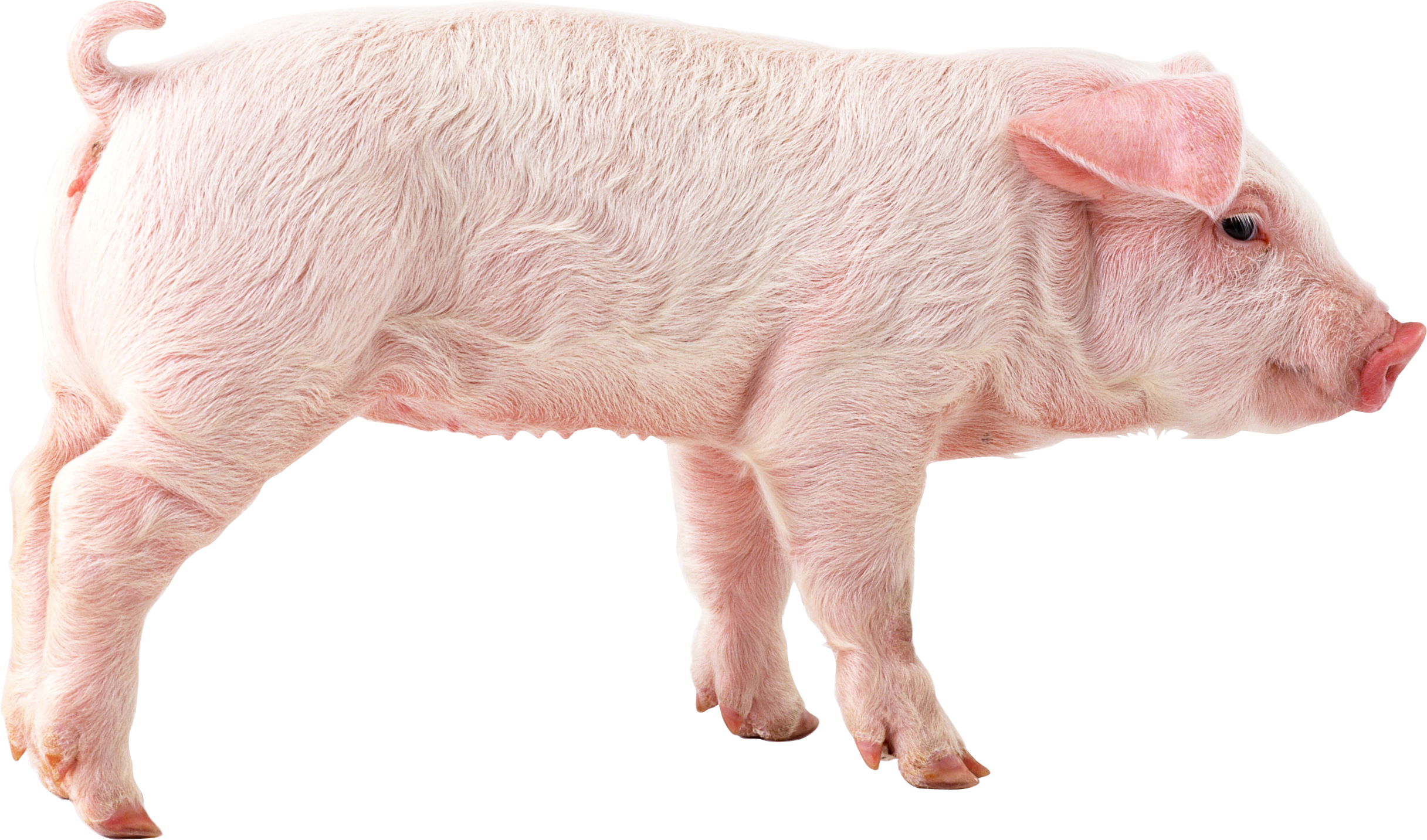 pig PNG image pig PNG image