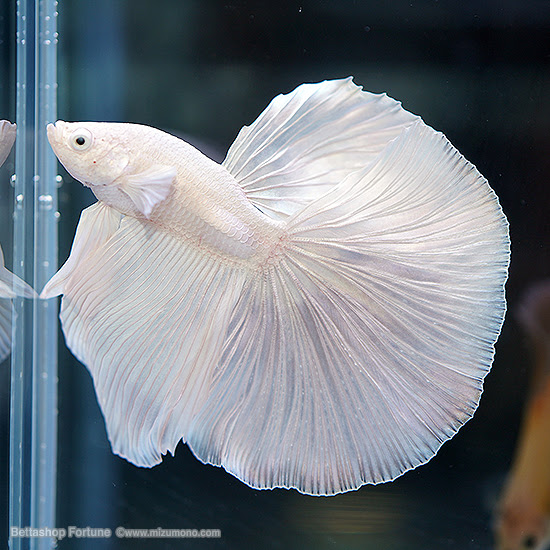 日本ベタコンテスト２０２０ の新ルールと結果発表 ひらひらショーベタ 熱帯魚のことなら みずものコム
