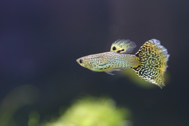 病気 寿命 熱帯魚の体色が薄くなったら試すべきこと 熱帯魚 アクアリウム情報マガジン