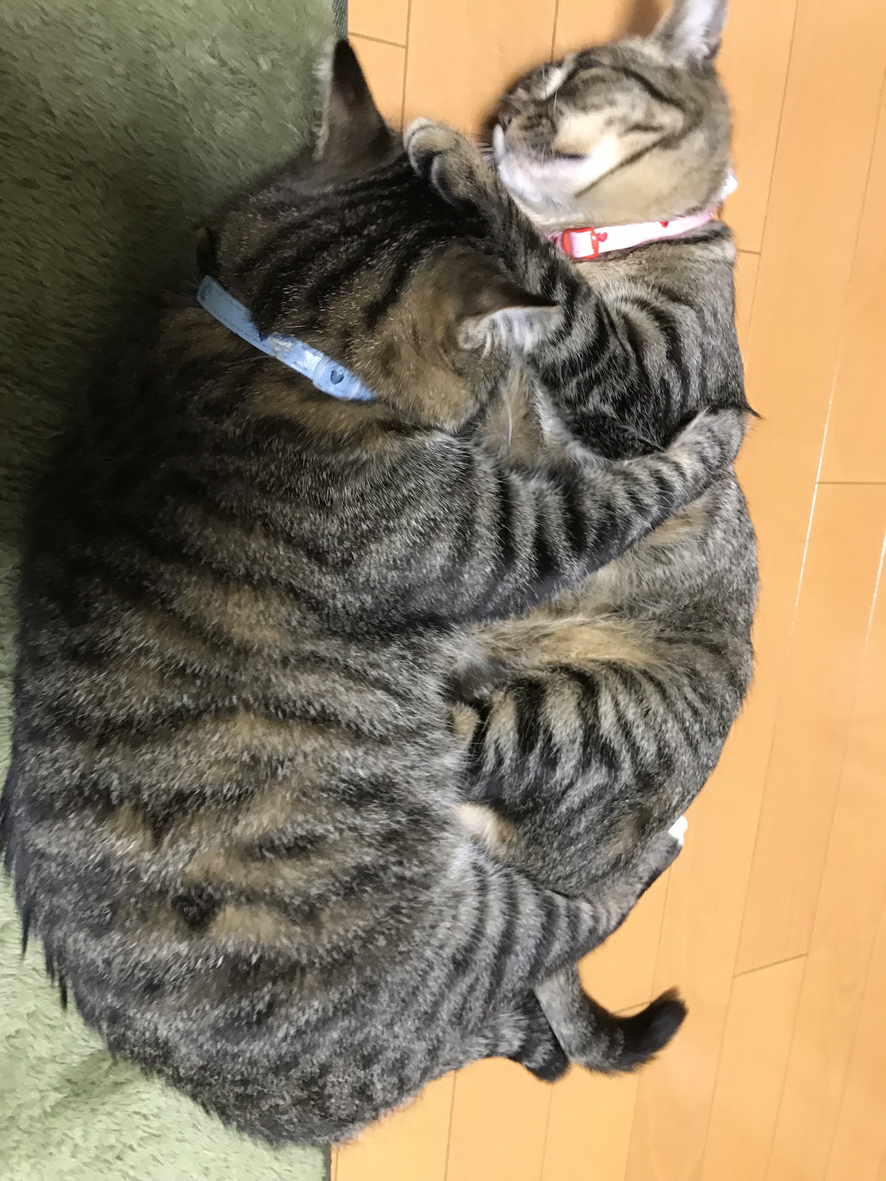 号外 ミルコに嫁候補がやって来た いなすず