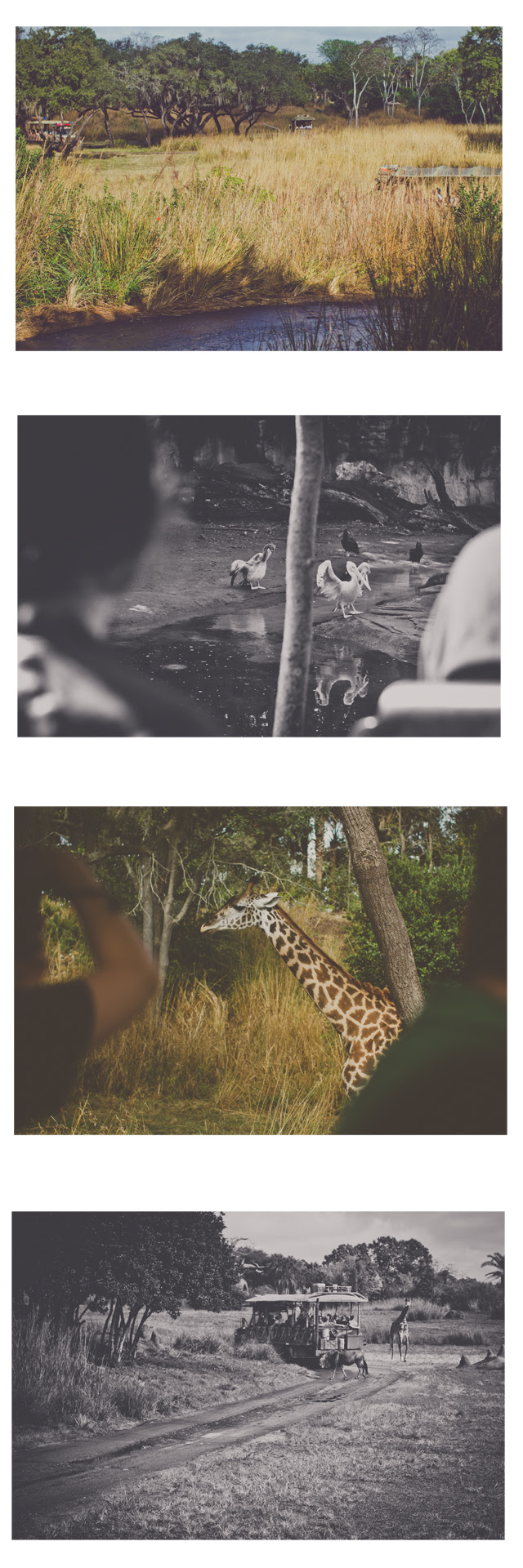 safari