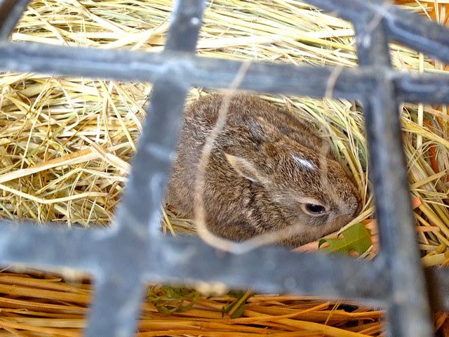 野うさぎの仔を保護して 貝のつぶやき